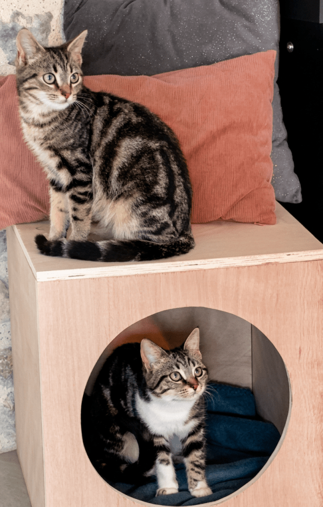 Chats dans cabane bois diy en kit à assembler soi-même original unique et pour toute la famille